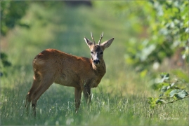 <p>SRNEC OBECNÝ (Capreolus capreolus) jižní Morava --- /European roe deer - Reh/</p>